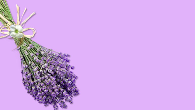 Lavanda 1